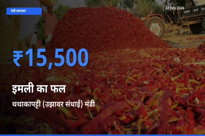 थथाकापट्टी (उझावर संधाई) मंडी में आज इमली का फल के सबसे ऊँचे दाम दर्ज