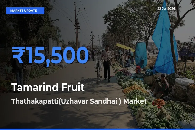 Thathakapatti(Uzhavar Sandhai ) Emerges as Top Mandi for Tamarind Fruit Prices Today