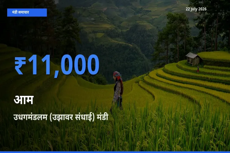 आज आम के सबसे ज़्यादा दाम उधगमंडलम (उझावर संधाई) मंडी में दर्ज