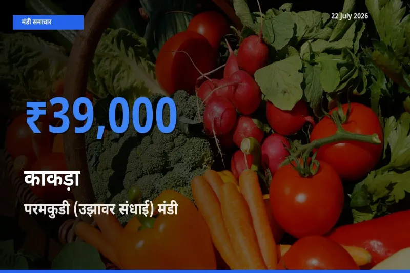 आज का मंडी भाव: काकड़ा के सबसे ज़्यादा दाम परमकुडी (उझावर संधाई) में