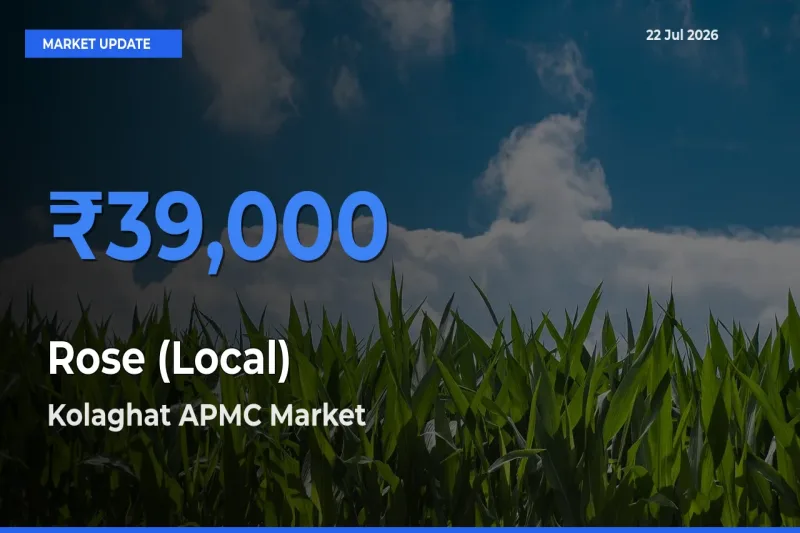 Kolaghat APMC Offers ₹39,000 – Highest Rose (Local) Rate Today