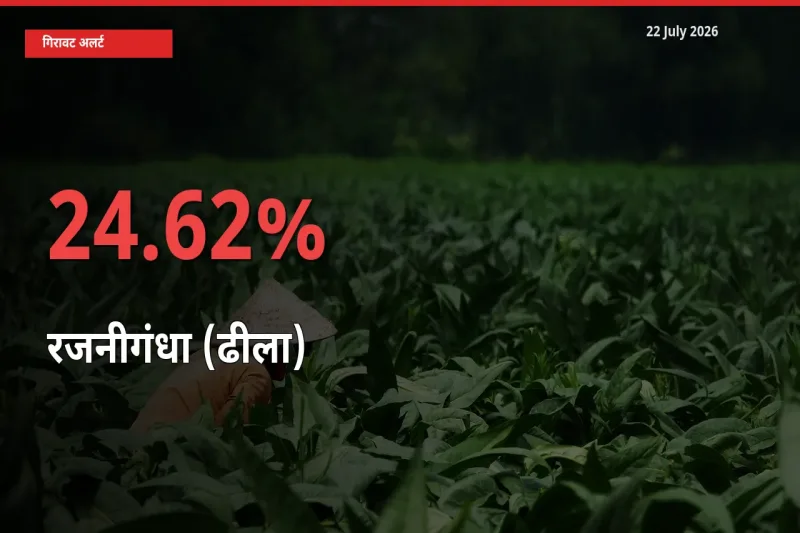 तेज़ गिरावट! मंडी में रजनीगंधा (ढीला) के दाम 24.62% लुढ़के