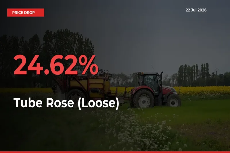 Why Tube Rose (Loose) Prices Fell 24.62% in a Day at Mandis