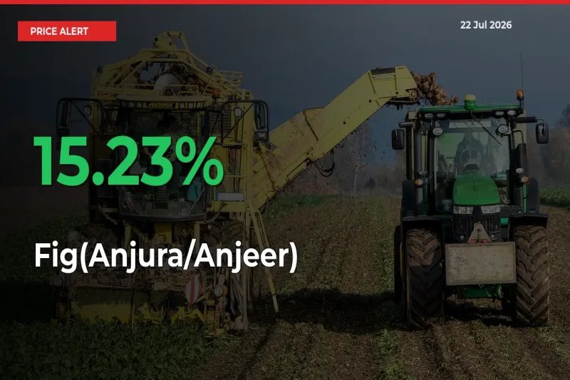 This Mandi Records 15.23% Jump in Fig(Anjura/Anjeer) Prices