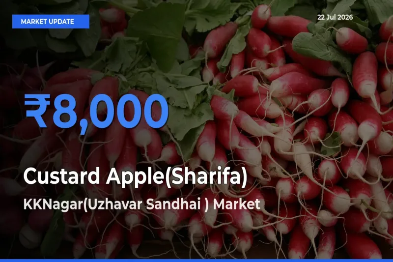 Top Performer! KKNagar(Uzhavar Sandhai ) Offers Best Custard Apple(Sharifa) Price Today