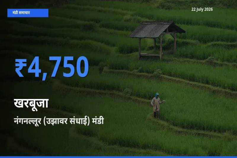 नंगनल्लूर (उझावर संधाई) में खरबूजा का आज सबसे ऊँचा भाव