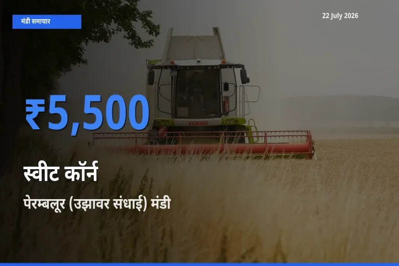 आज का मंडी भाव: स्वीट कॉर्न के सबसे ज़्यादा दाम पेरम्बलूर (उझावर संधाई) में