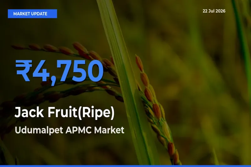 Udumalpet APMC Leads as Top Mandi for Jack Fruit(Ripe) Prices