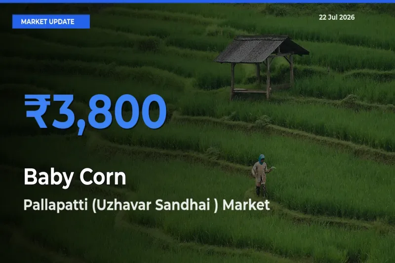 Pallapatti (Uzhavar Sandhai ) Records Highest ₹3,800 Rate for Baby Corn