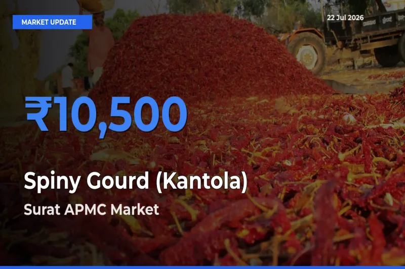 Surat APMC Tops Spiny Gourd (Kantola) Rates – July 22 Market Update