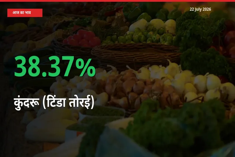अचानक तेजी! मंडी में कुंदरू (टिंडा तोरई) के दाम 38.37% चढ़े