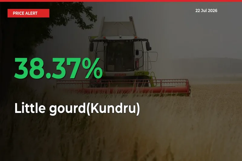 38.37% Spike in Little gourd(Kundru) Prices – Mandi Sees Sudden Rally