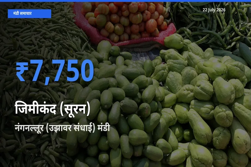 नंगनल्लूर (उझावर संधाई) मंडी में जिमीकंद (सूरन) ₹7,750 पर पहुँचा – आज का सर्वोच्च भाव