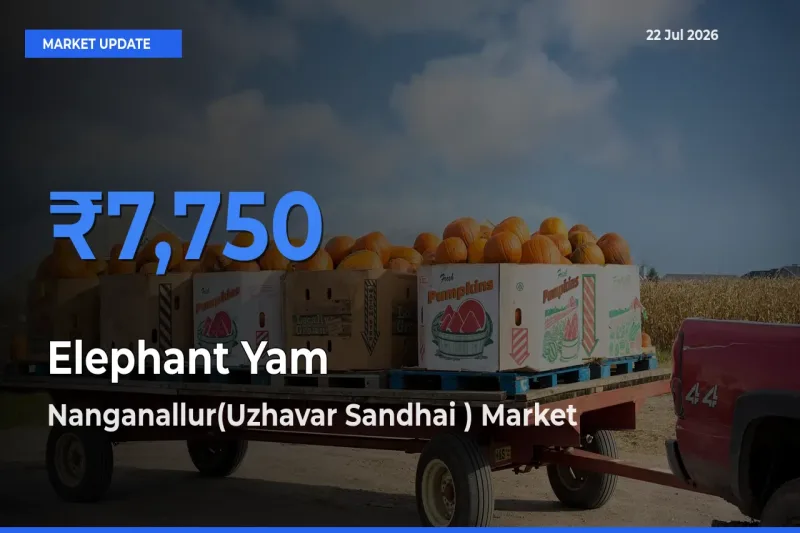 Nanganallur(Uzhavar Sandhai ) Tops Elephant Yam Rates – July 22 Market Update