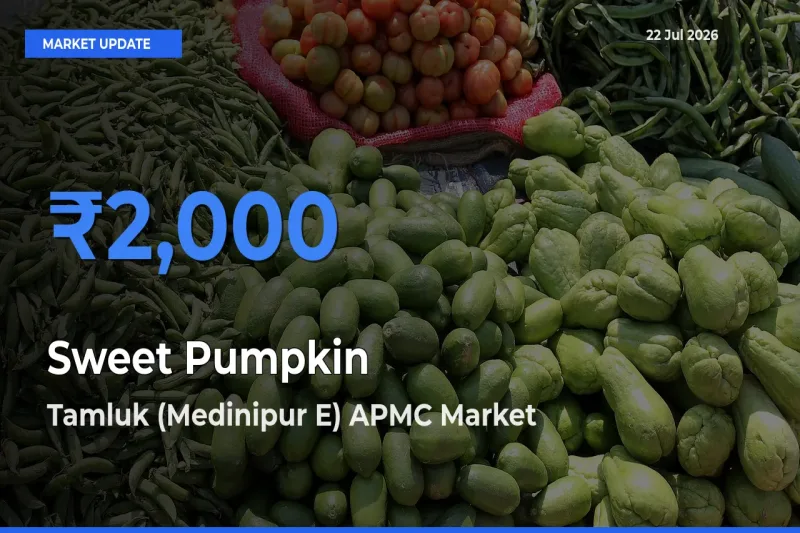 Tamluk (Medinipur E) APMC Offers ₹2,000 – Highest Sweet Pumpkin Rate Today