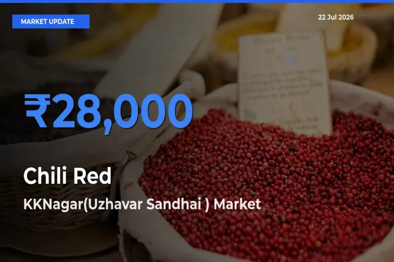 KKNagar(Uzhavar Sandhai ) Tops Chili Red Mandi Rates Today