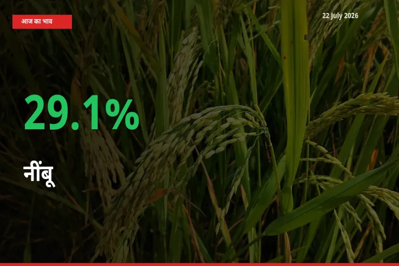 किसानों के लिए खुशखबरी! स्थानीय मंडी में नींबू 29.1% उछला