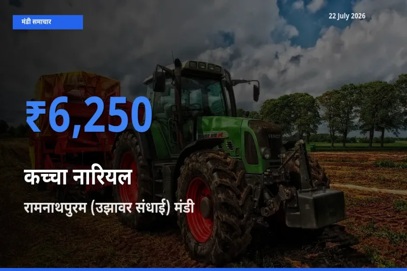 रामनाथपुरम (उझावर संधाई) मंडी में कच्चा नारियल ₹6,250 पर पहुँचा – आज का सर्वोच्च भाव