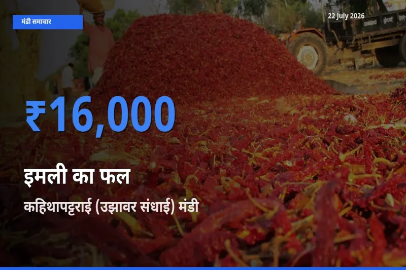 कहिथापट्टराई (उझावर संधाई) में इमली का फल का आज सबसे ऊँचा भाव