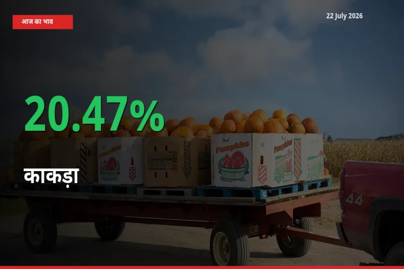 काकड़ा 20.47% उछला, मंडी