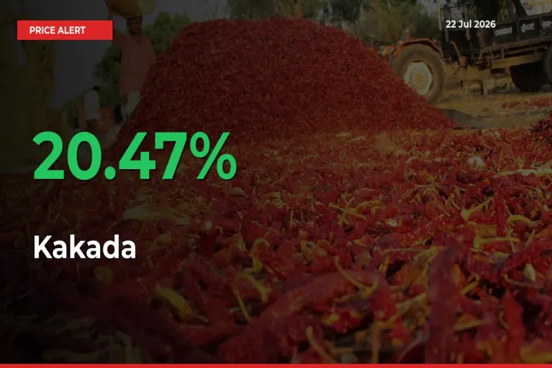 Sharp Jump! Kakada Prices Climb 20.47% in 24 Hours at Key Mandis