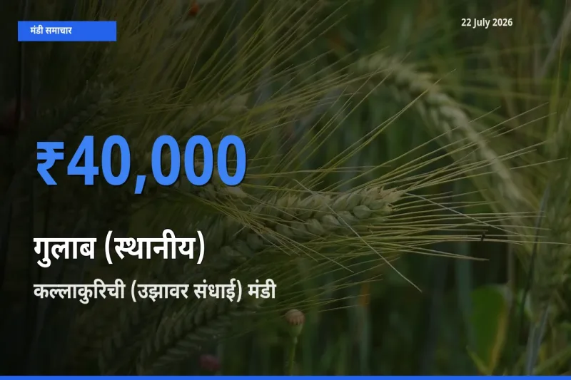 किसानों की पसंद बना कल्लाकुरिची (उझावर संधाई), गुलाब (स्थानीय) के सबसे अच्छे दाम