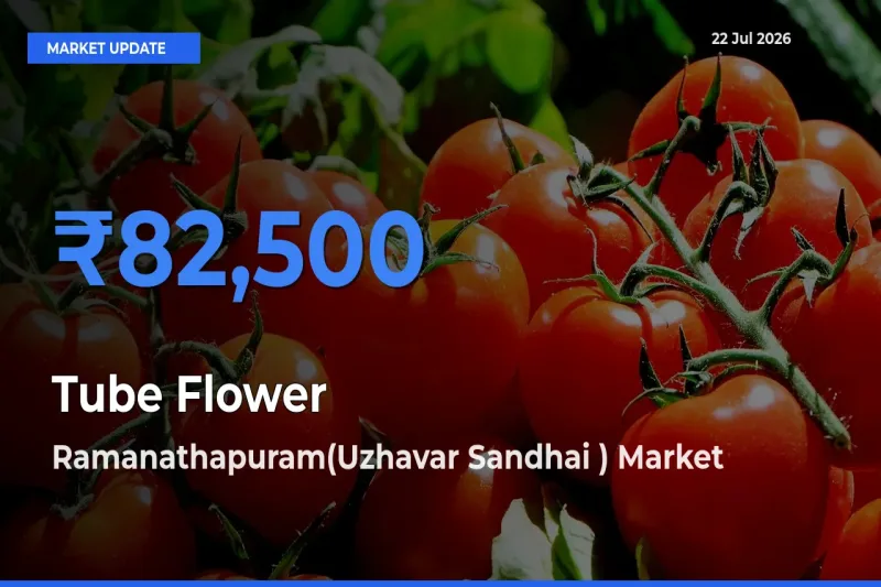 Top Performer! Ramanathapuram(Uzhavar Sandhai ) Offers Best Tube Flower Price Today