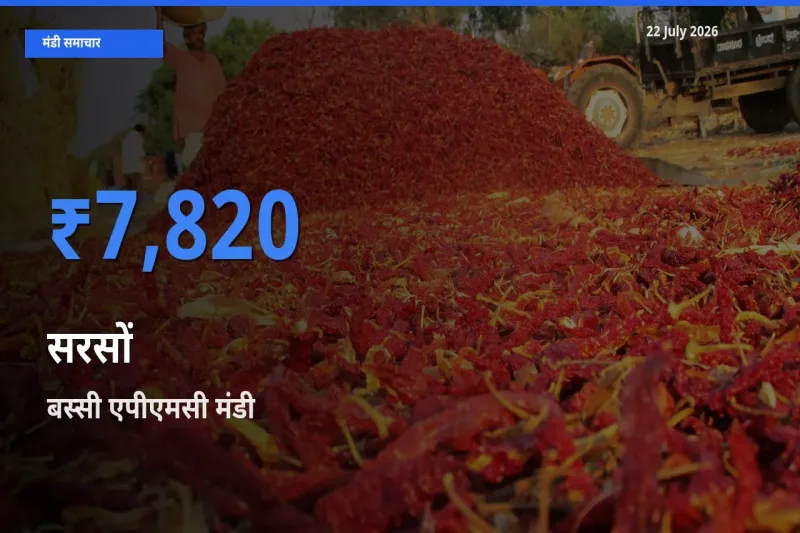 बस्सी एपीएमसी में सरसों का आज सबसे ऊँचा भाव