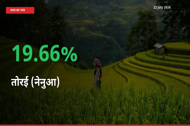 आज का मंडी भाव: तोरई (नेनुआ) के दाम मंडी में 19.66% ऊपर