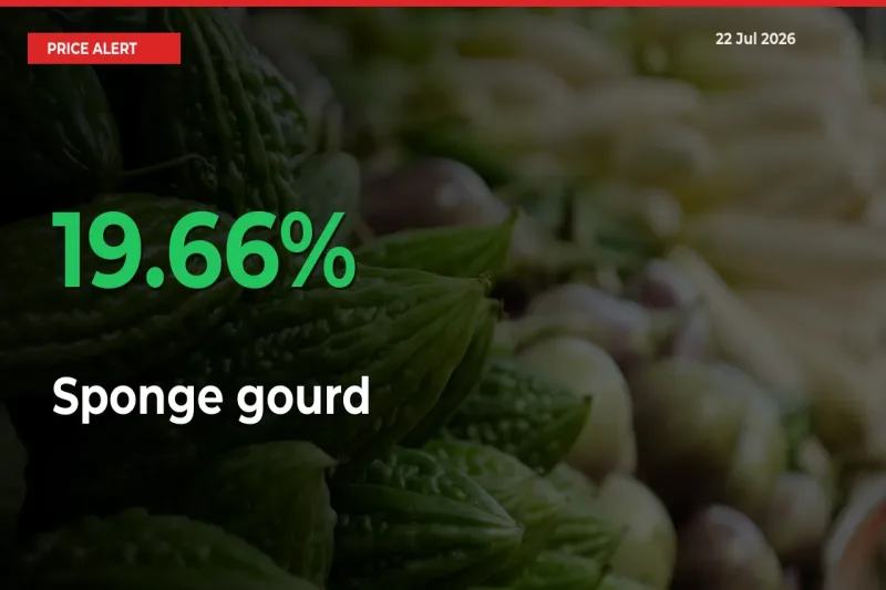 Big Rally! Sponge gourd Climbs 19.66% in 24 Hours at Top Mandis