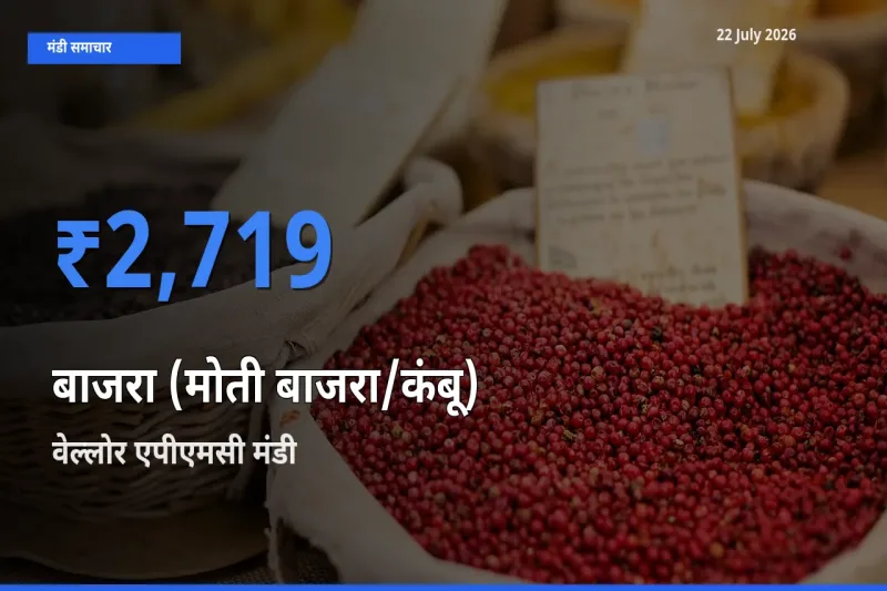 किसानों की पसंद बना वेल्लोर एपीएमसी, बाजरा (मोती बाजरा/कंबू) के सबसे अच्छे दाम