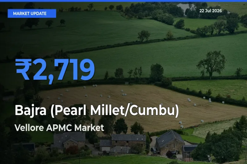 Market Watch: Vellore APMC Becomes Top Mandi for Bajra (Pearl Millet/Cumbu)