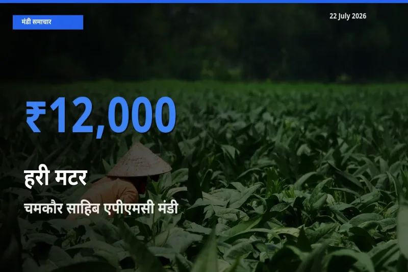 बाज़ार संकेत: चमकौर साहिब एपीएमसी बना हरी मटर के लिए आज की टॉप मंडी