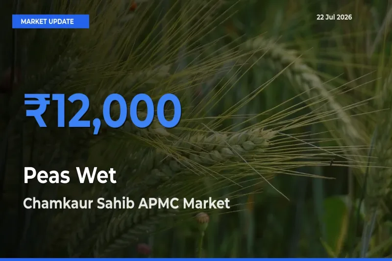 Market Watch: Chamkaur Sahib APMC Becomes Top Mandi for Peas Wet