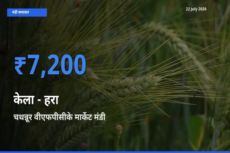 किसानों की पसंद बना चथन्नूर वीएफपीसीके मार्केट, केला - हरा के सबसे अच्छे दाम
