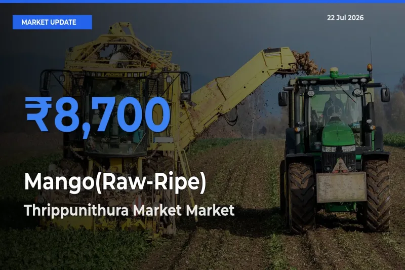 Farmers Prefer Thrippunithura Market as Mango(Raw-Ripe) Hits Highest Rate