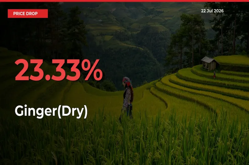 Sharp Fall! Ginger(Dry) Prices Plunge 23.33% in a Day at Key Mandis
