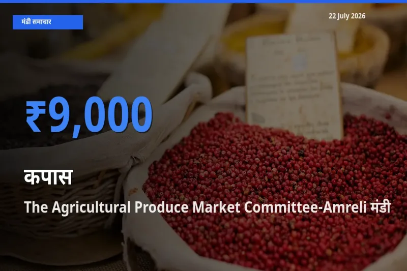 The Agricultural Produce Market Committee-Amreli मंडी में आज कपास के सबसे ऊँचे दाम दर्ज