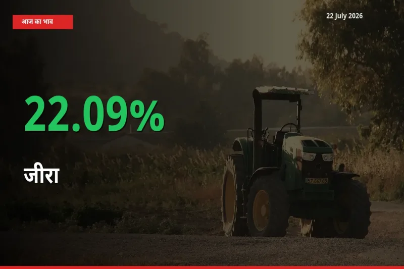 अचानक तेजी! मंडी में जीरा के दाम 22.09% चढ़े