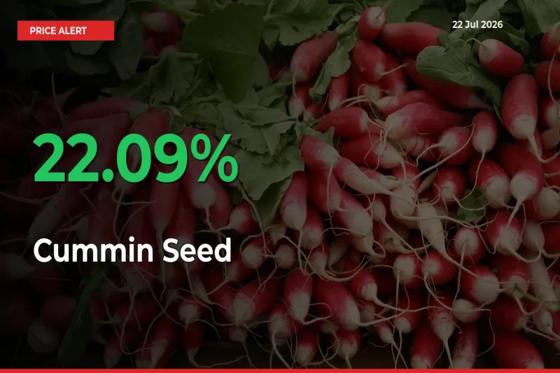 Cummin Seed Mandi Rate Today: Prices Jump 22.09% at Market