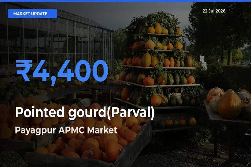 Farmers Prefer Payagpur APMC as Pointed gourd(Parval) Hits Highest Rate