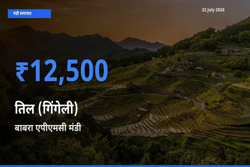 टॉप मंडी बना बाबरा एपीएमसी! तिल (गिंगेली) के सबसे ऊँचे दाम यहीं दर्ज