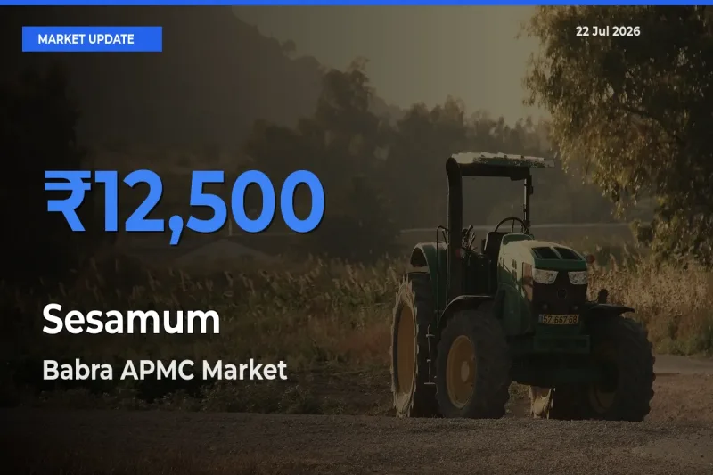 Babra APMC Records Highest ₹12,500 Rate for Sesamum