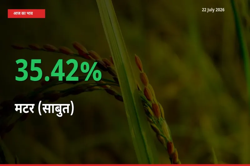 बाज़ार संकेत: मटर (साबुत) के भाव मंडी में 35.42% ऊपर