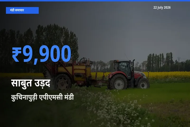 कुचिनापुड़ी एपीएमसी मंडी में आज साबुत उड़द के सबसे ऊँचे दाम दर्ज