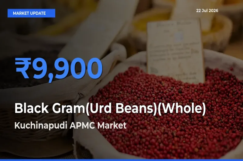 Kuchinapudi APMC Tops Black Gram(Urd Beans)(Whole) Mandi Rates Today