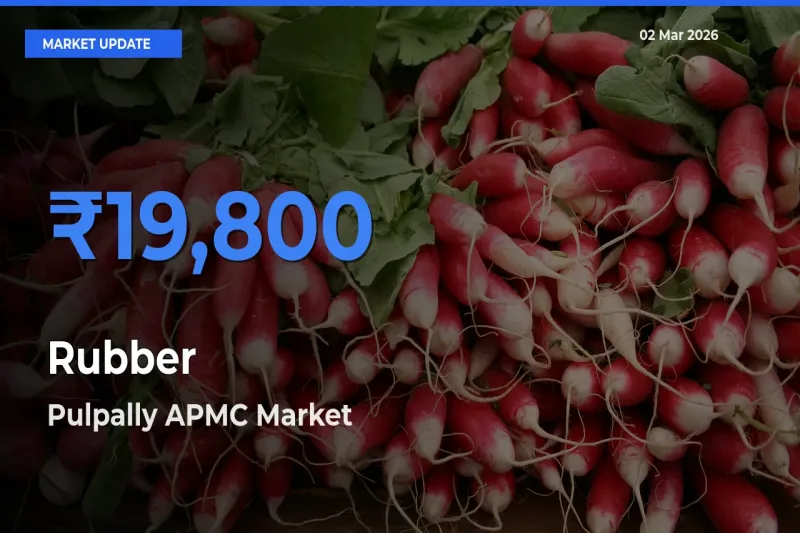 Rubber Mandi Rate Today: Pulpally APMC Tops the List