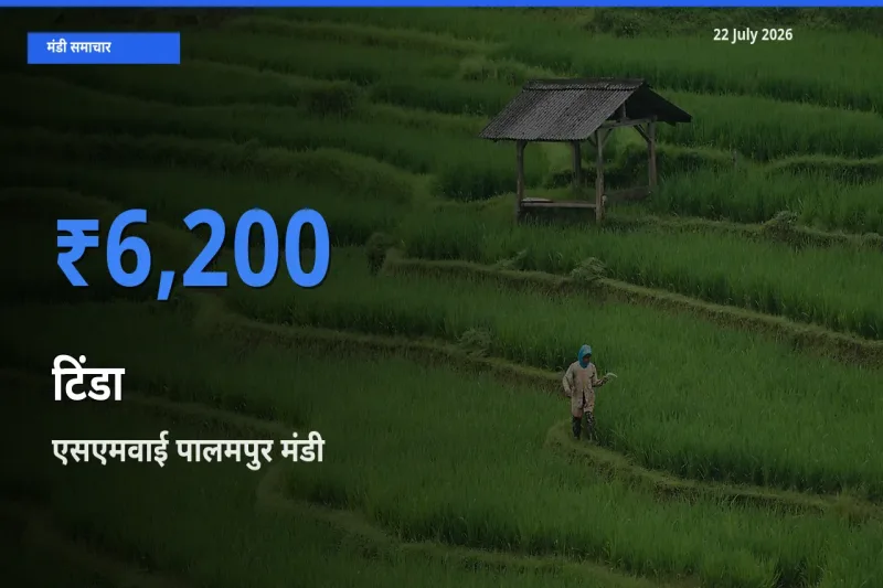 आज का मंडी भाव: टिंडा के सबसे ज़्यादा दाम एसएमवाई पालमपुर में