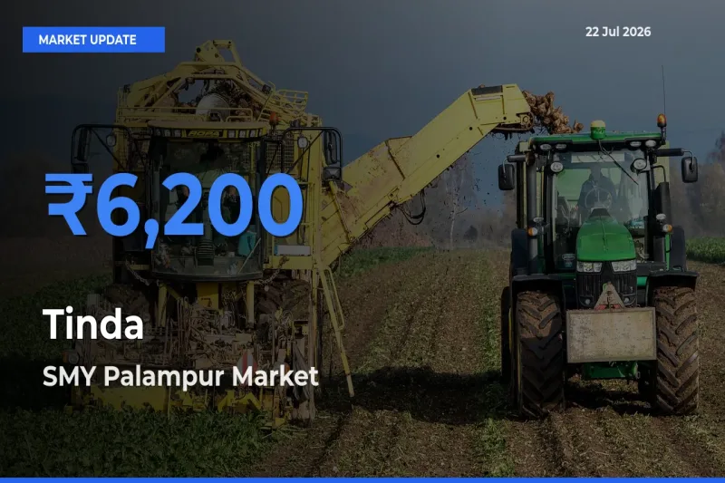 SMY Palampur Emerges as Top Mandi for Tinda Prices Today