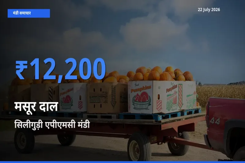 आज मसूर दाल के सबसे ऊँचे दाम ₹12,200 सिलीगुड़ी एपीएमसी मंडी में